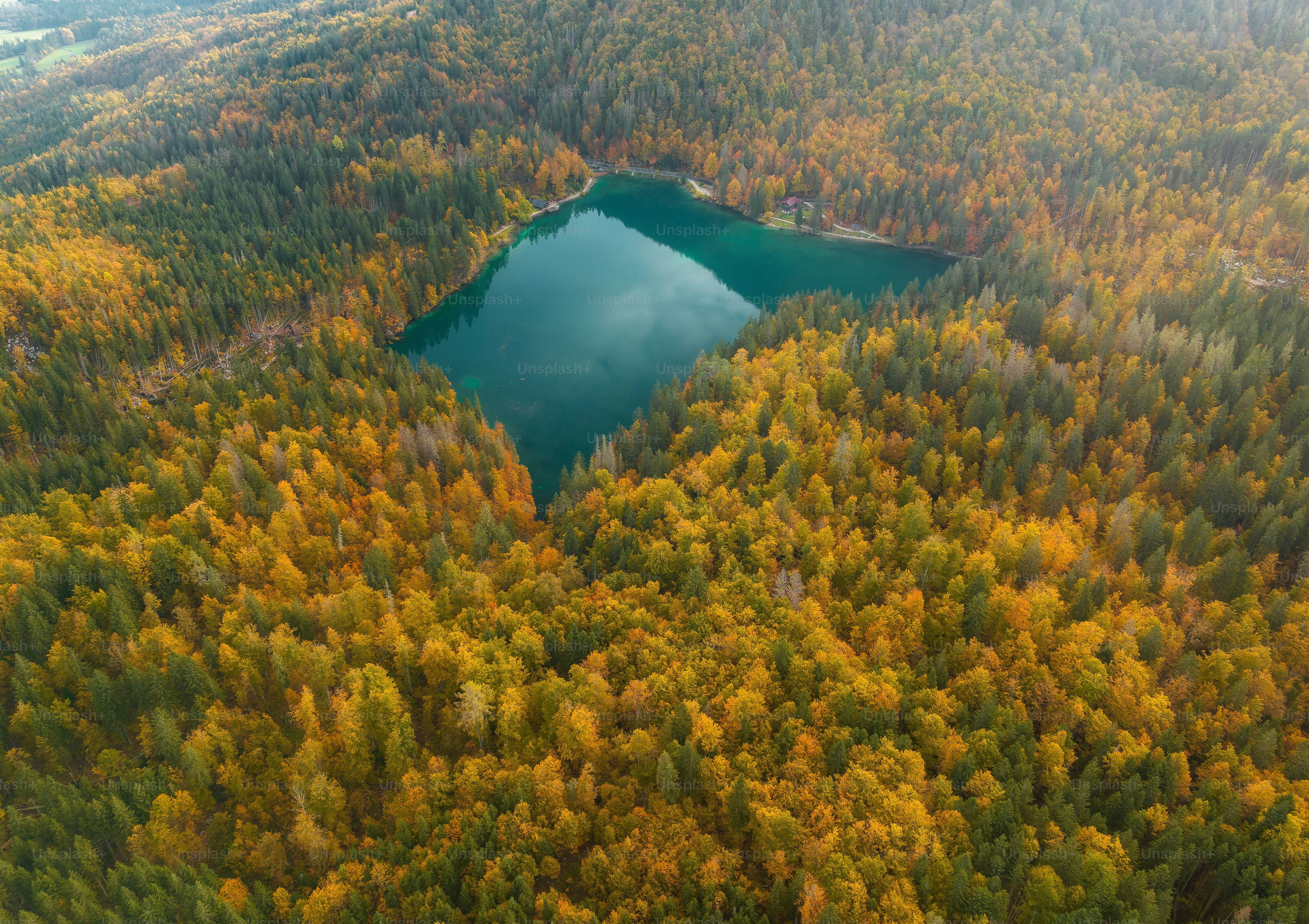 An aerial view of a lake surrounded by trees photo – Forest Image on ...