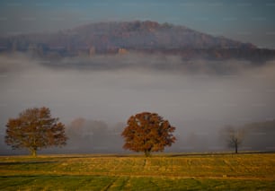 three trees in a field with a foggy mountain in the background