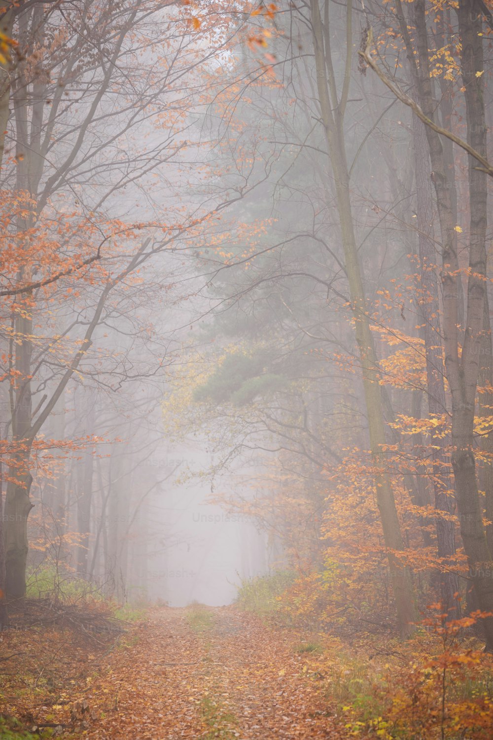 a foggy path in the woods surrounded by trees