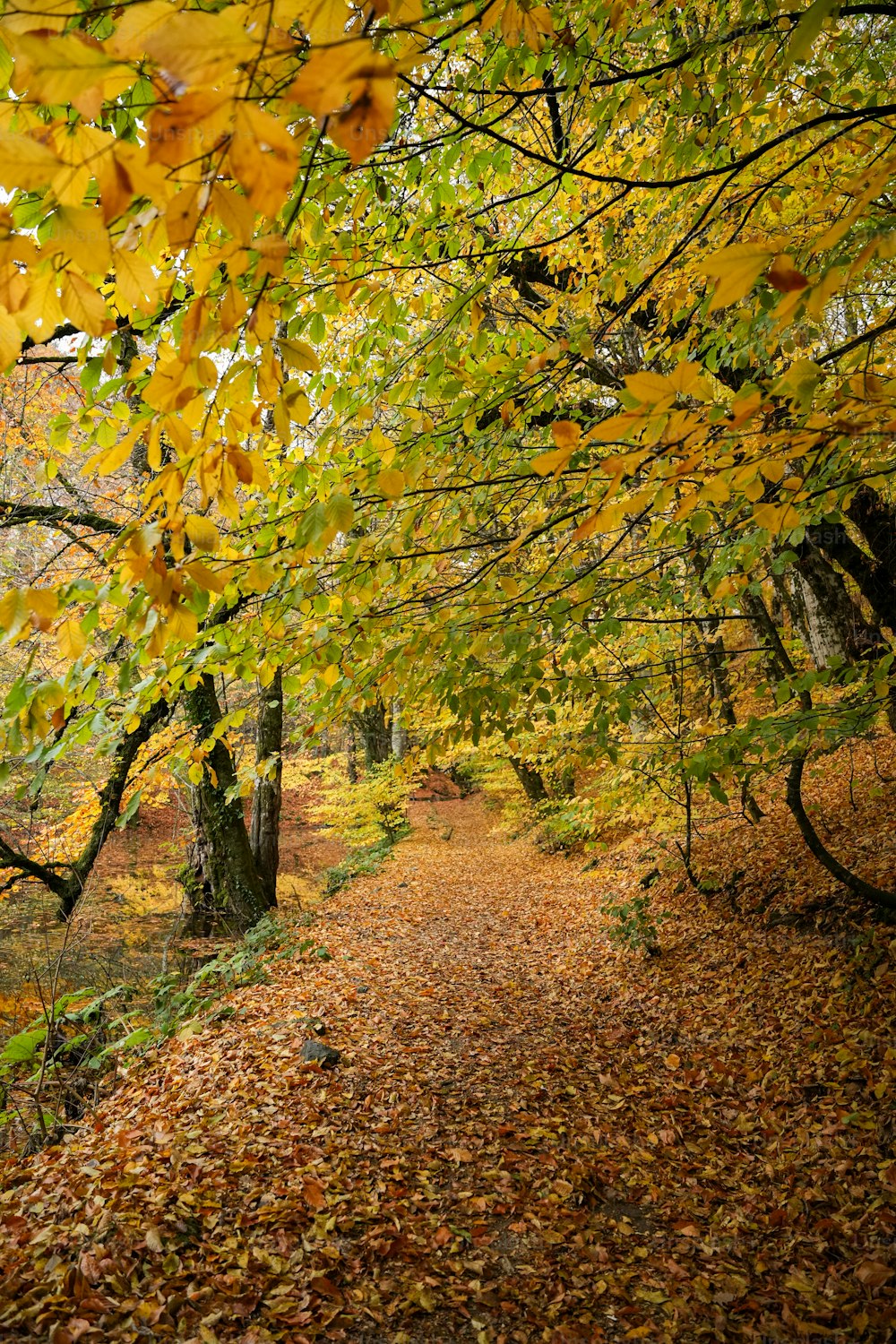 un chemin couvert de feuilles dans une zone boisée