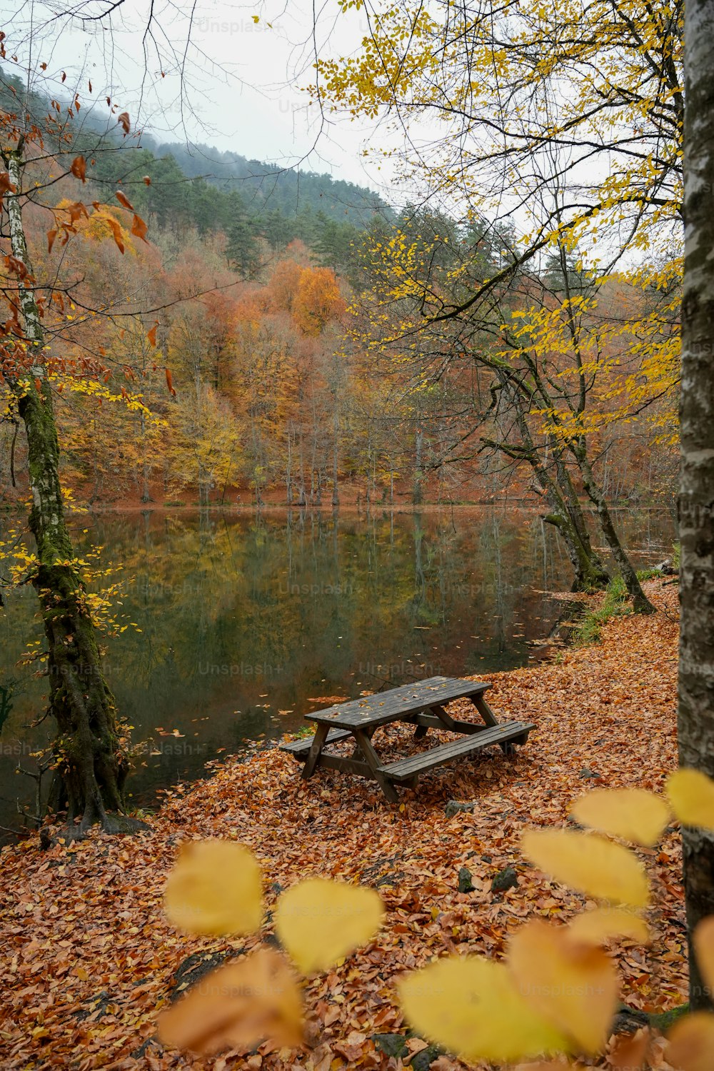 un banco sentado en la parte superior de un suelo cubierto de hojas junto a un lago