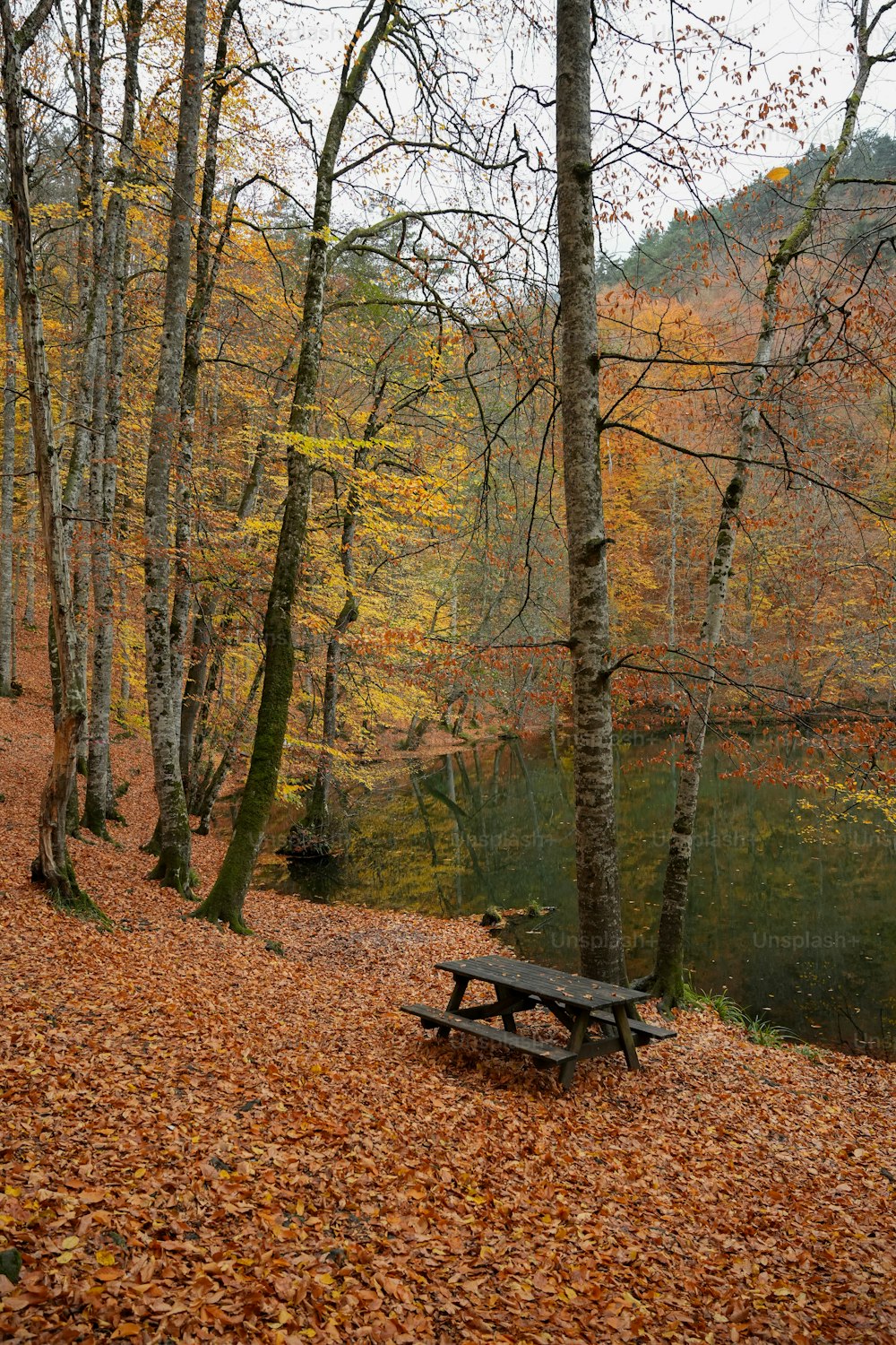 a bench sitting in the middle of a forest filled with leaves