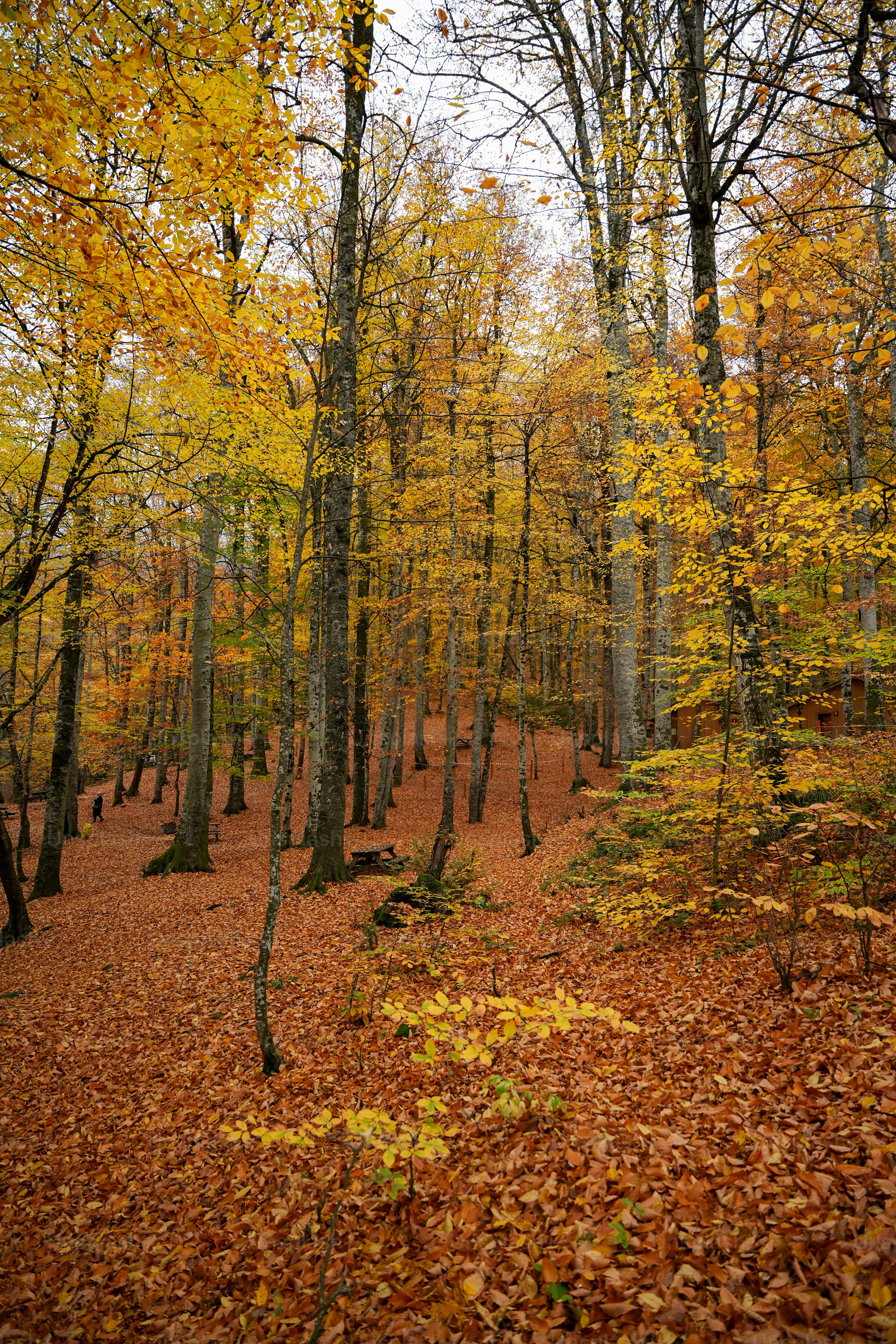 Ein Wald mit vielen Bäumen, die mit Blättern bedeckt sind