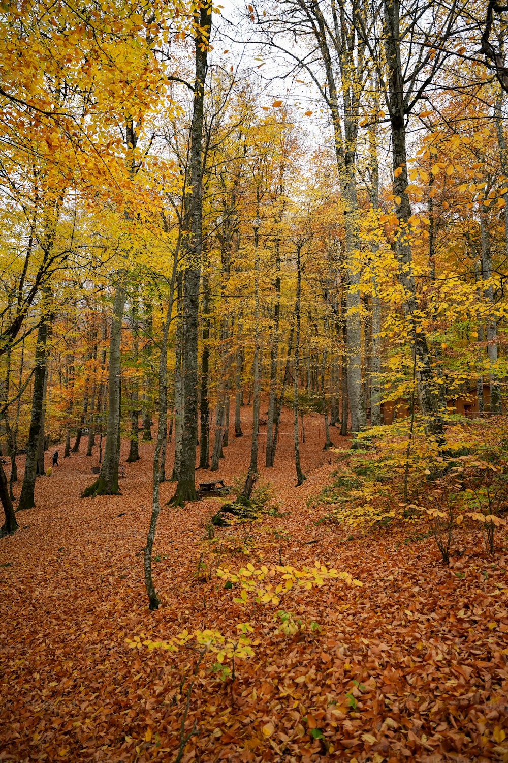 Une forêt remplie de beaucoup d’arbres couverts de feuilles