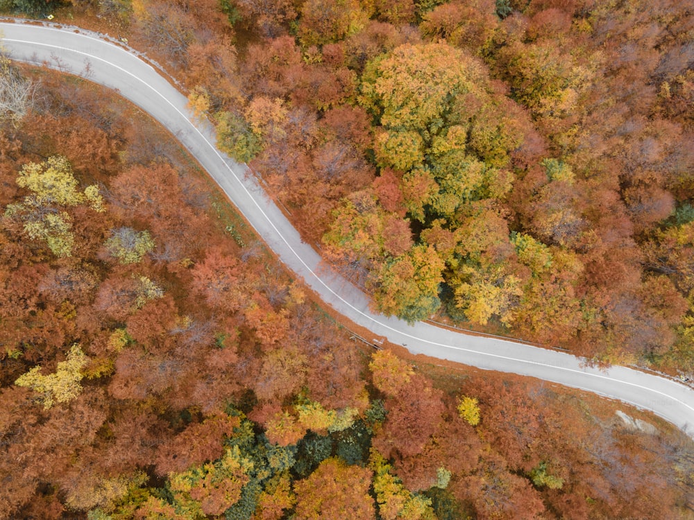 Una veduta aerea di una strada tortuosa circondata da alberi