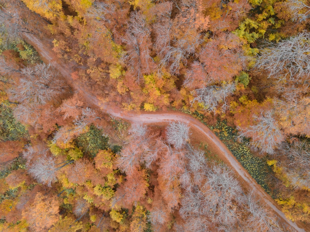 an aerial view of a road surrounded by trees