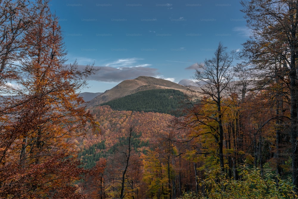 Una vista de una montaña con árboles en primer plano