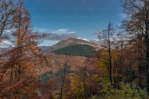 a view of a mountain with trees in the foreground