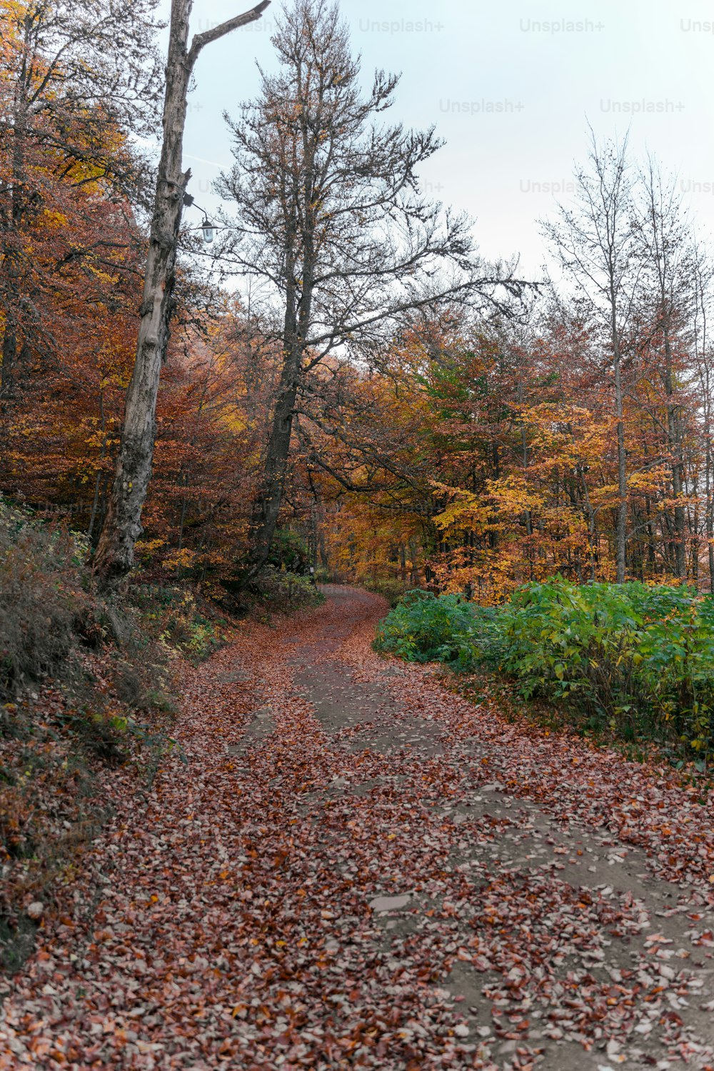 Eine unbefestigte Straße, umgeben von Bäumen und Blättern