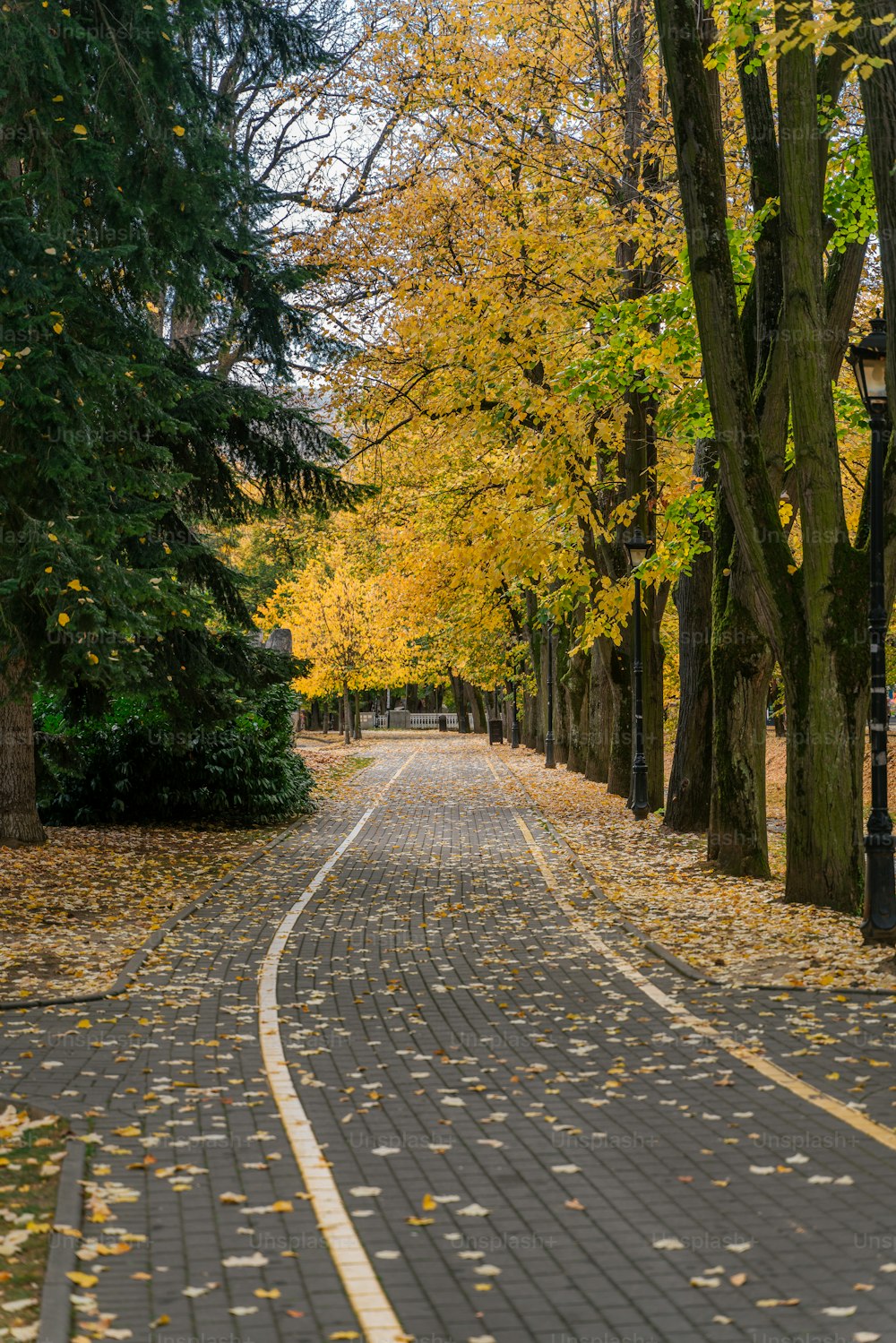 a brick road with trees lining both sides of it