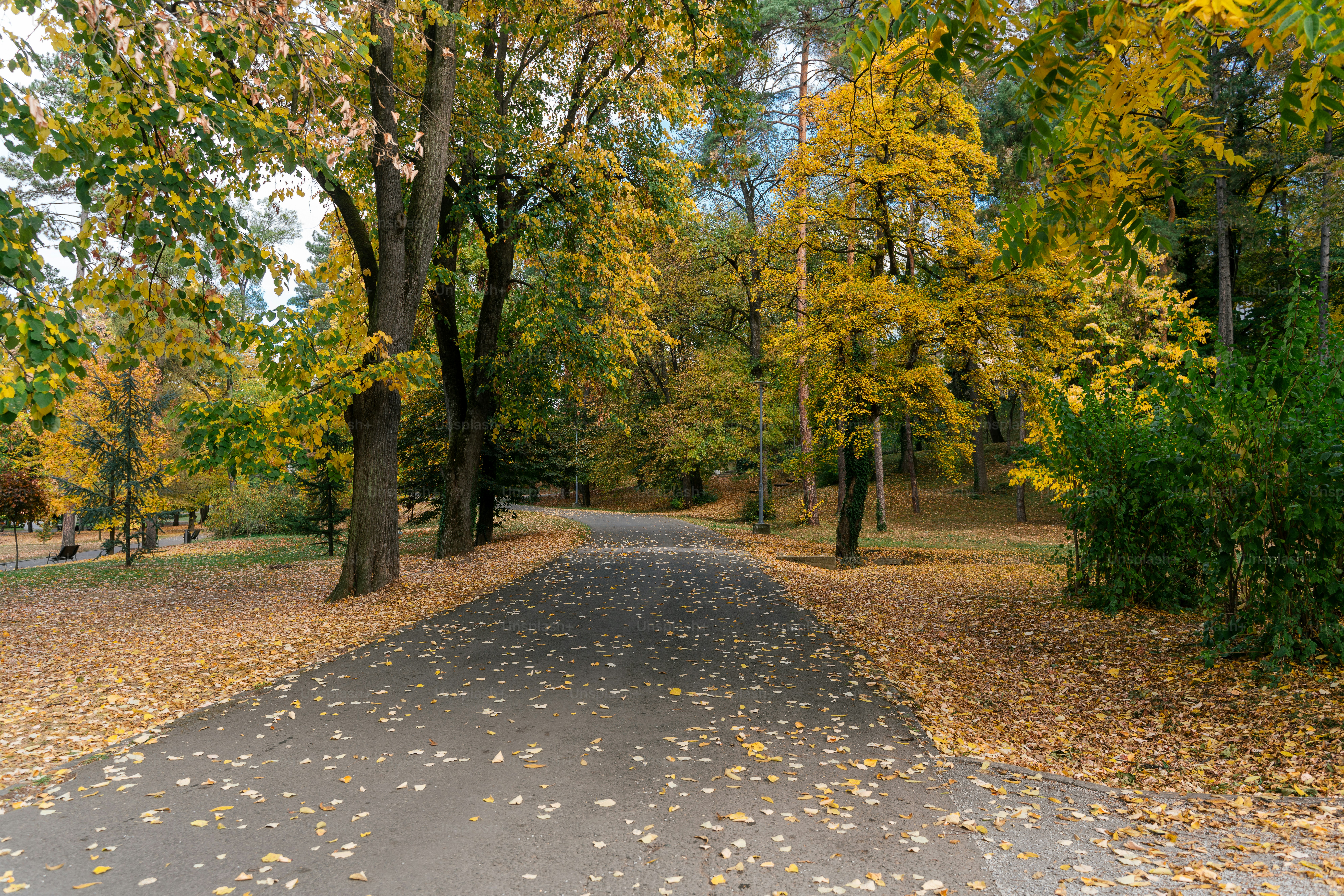 a paved road surrounded by trees and leaves