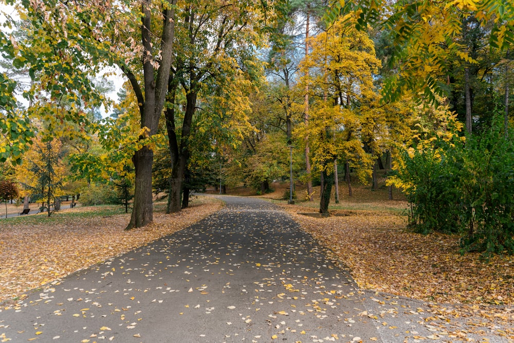 a paved road surrounded by trees and leaves