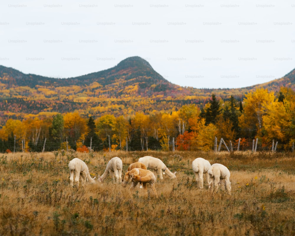 a group of white horses grazing in a field