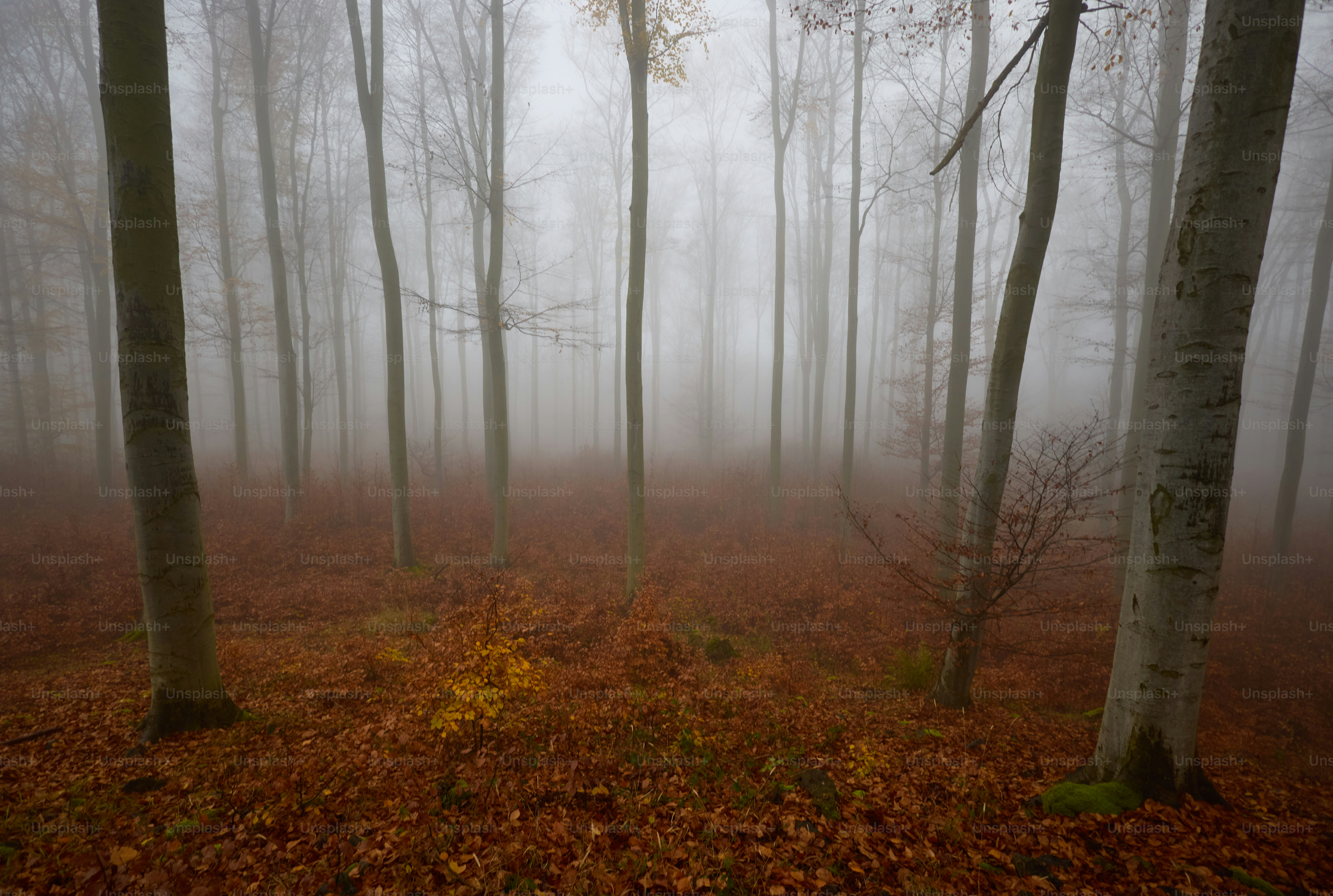 a foggy forest filled with lots of trees