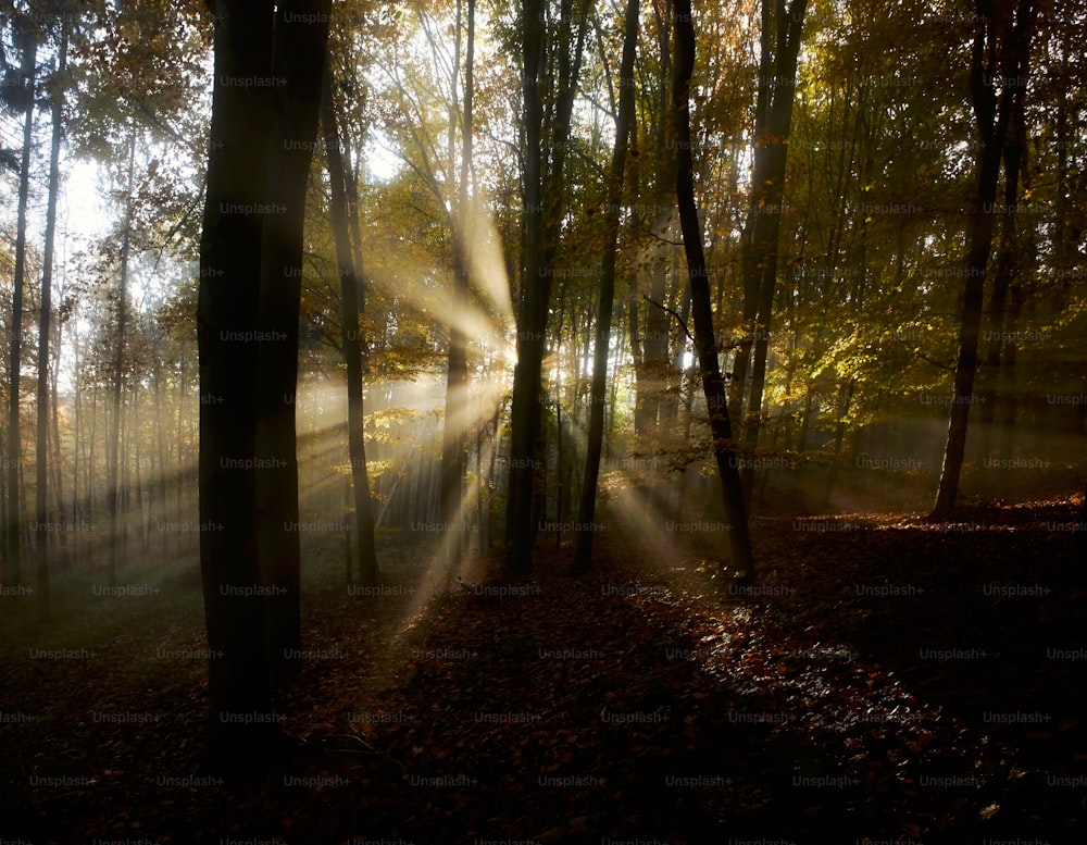 the sun is shining through the trees in the forest