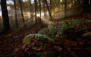 ein Wald mit viel Laub bedecktem Boden