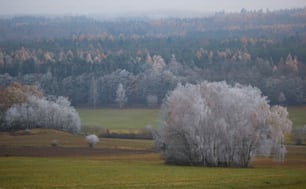 a group of trees in the middle of a field