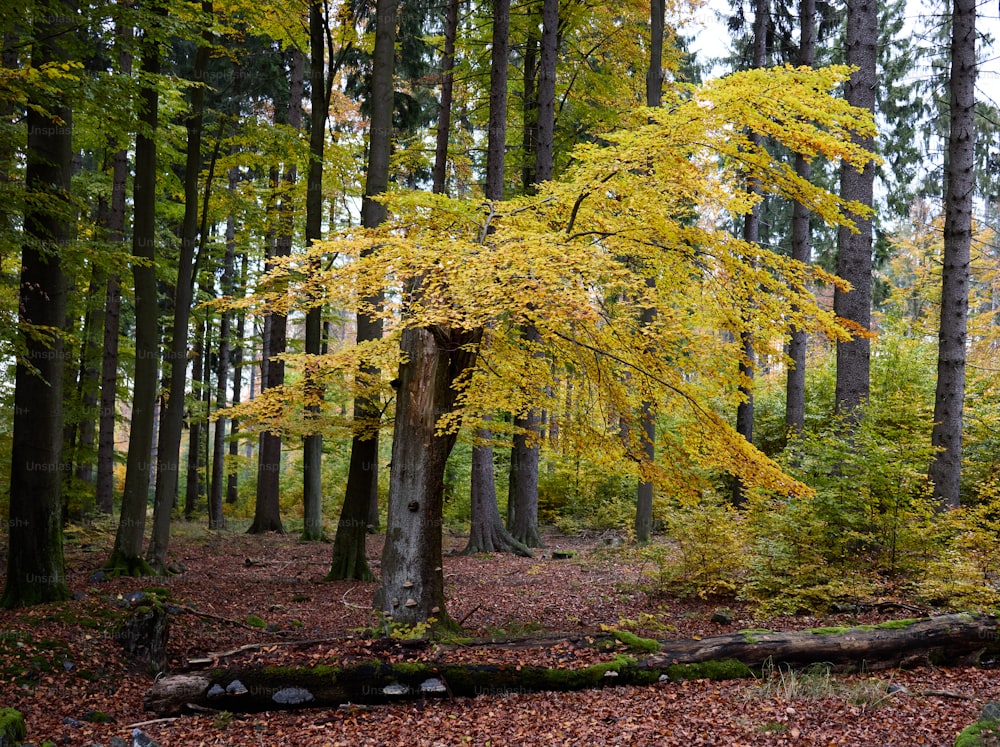 uma árvore amarela no meio de uma floresta