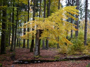 a yellow tree in the middle of a forest