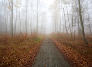 a foggy path in the middle of a forest