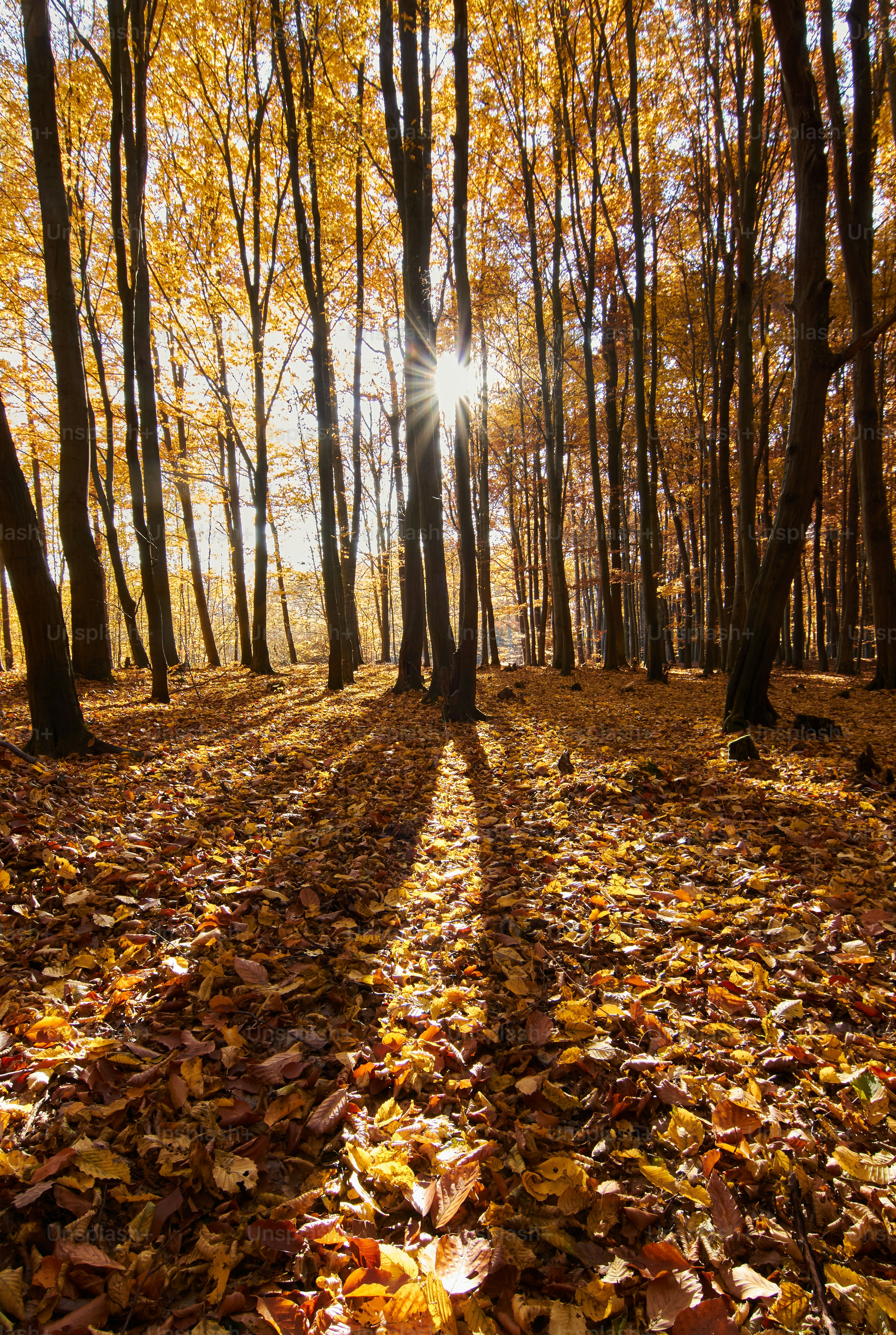 O sol está brilhando através das árvores na floresta