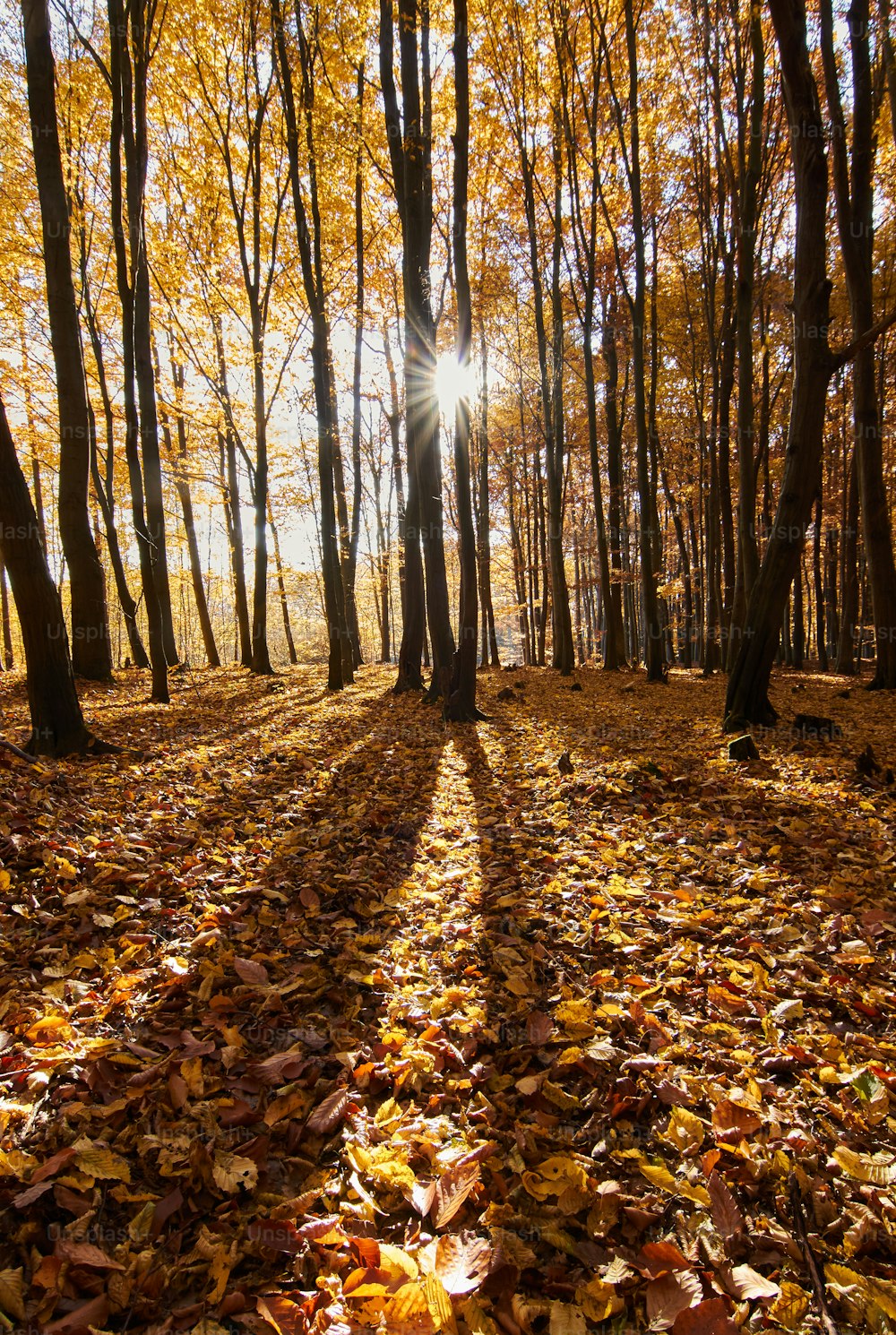 the sun is shining through the trees in the woods