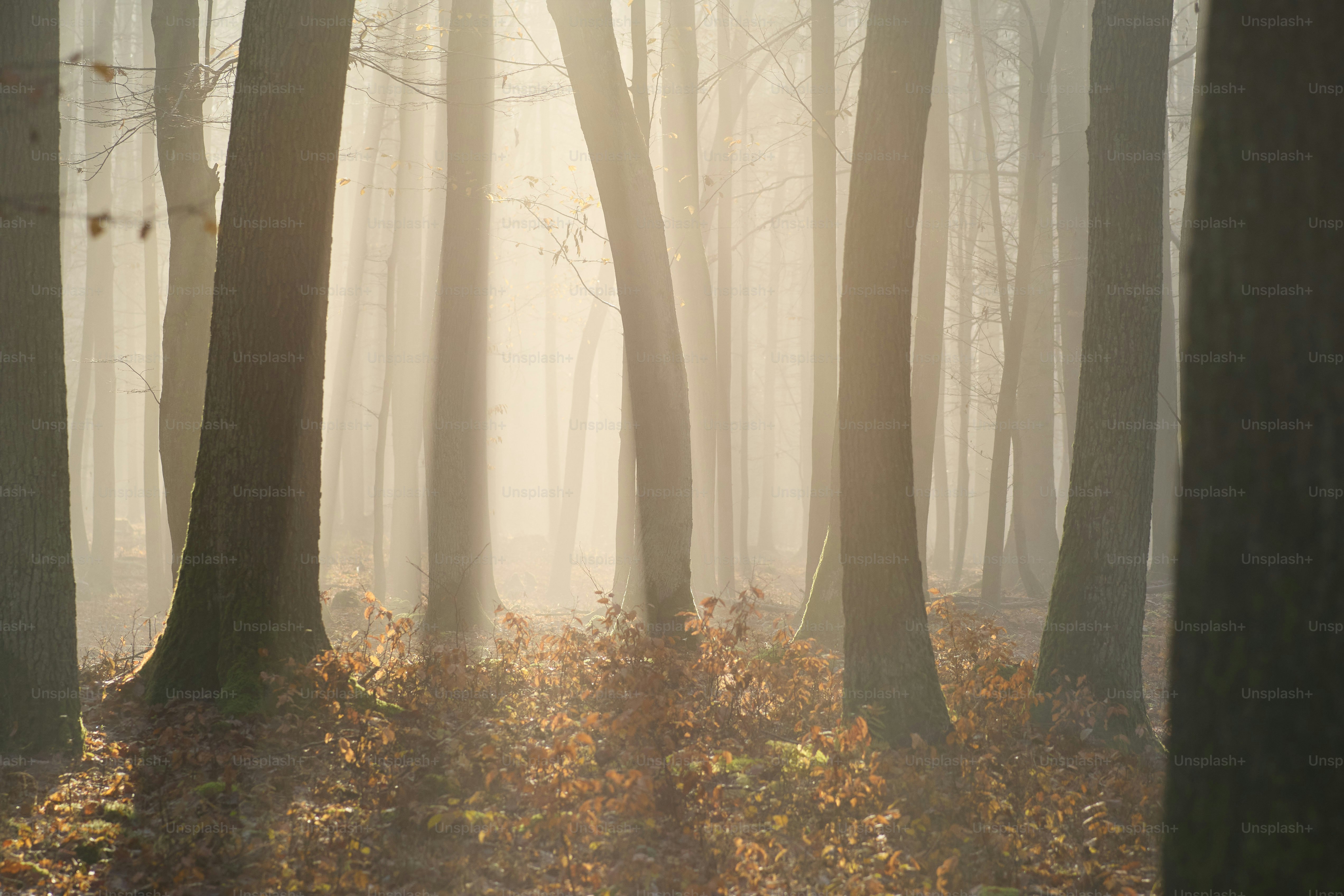 a foggy forest filled with lots of trees