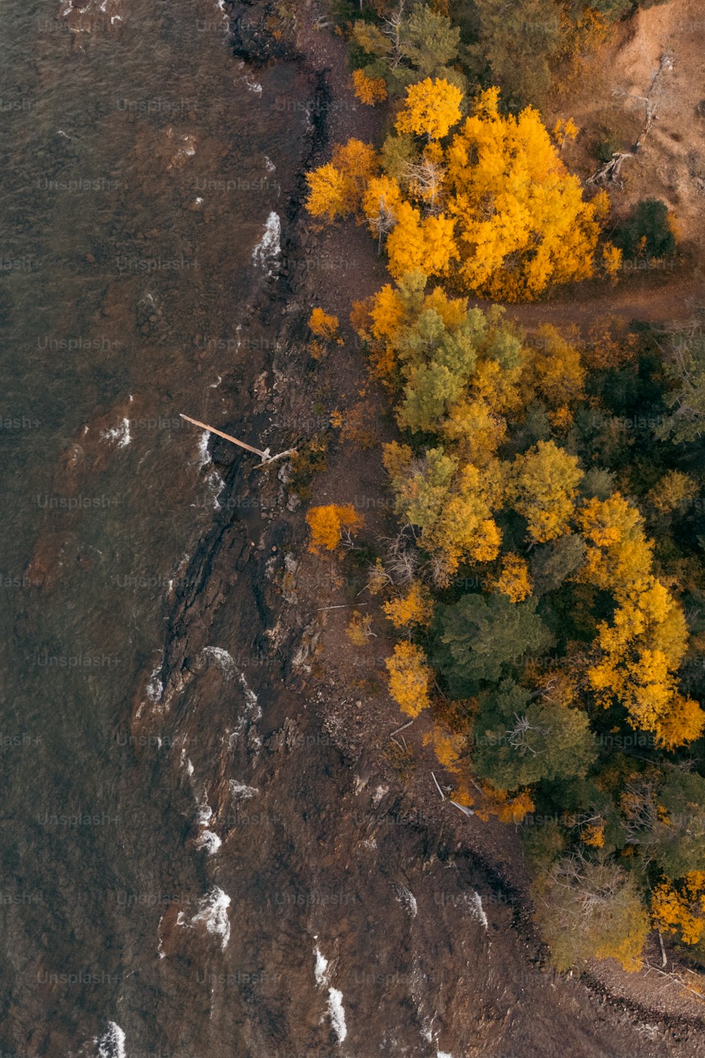 Luftaufnahme eines Waldgebietes mit gelben und grünen Bäumen