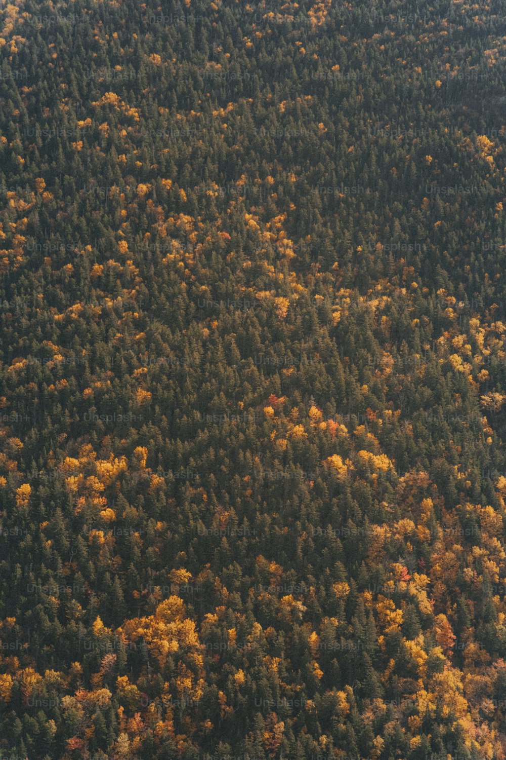 a plane flying over a forest filled with lots of trees