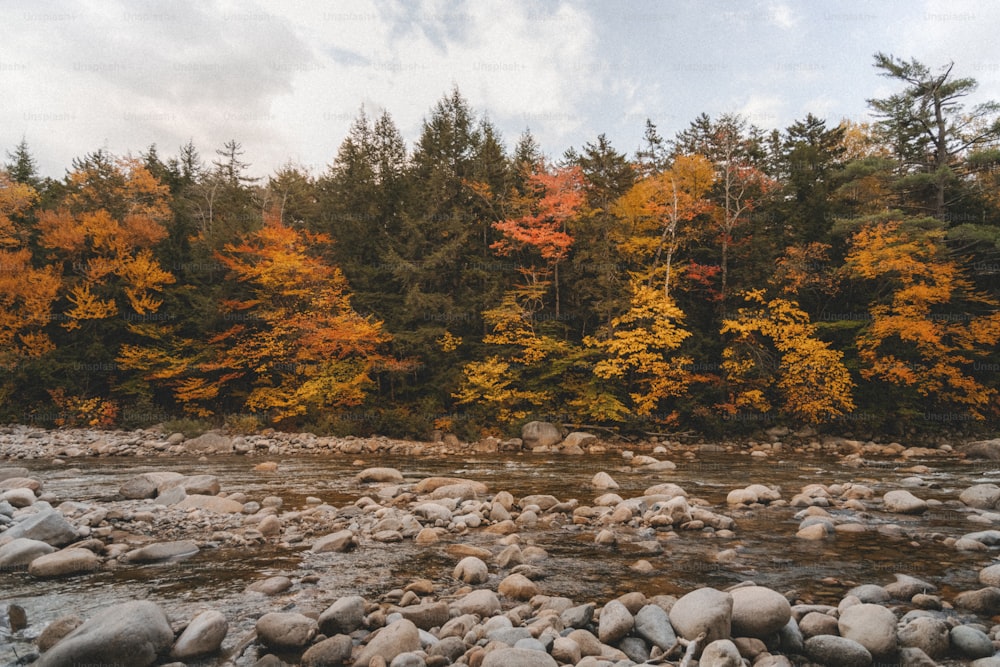 un fiume con rocce e alberi sullo sfondo