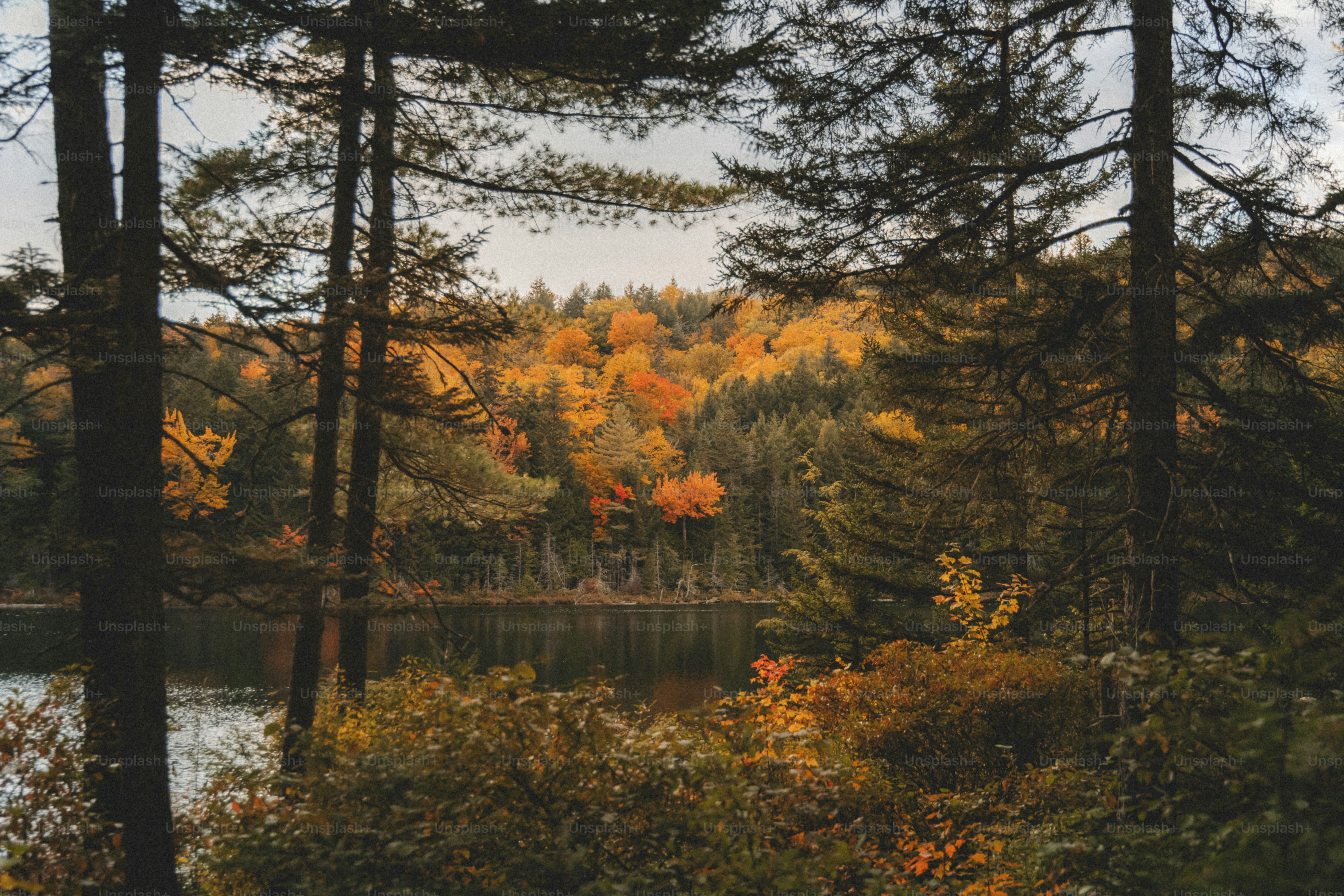 a forest filled with lots of trees next to a lake