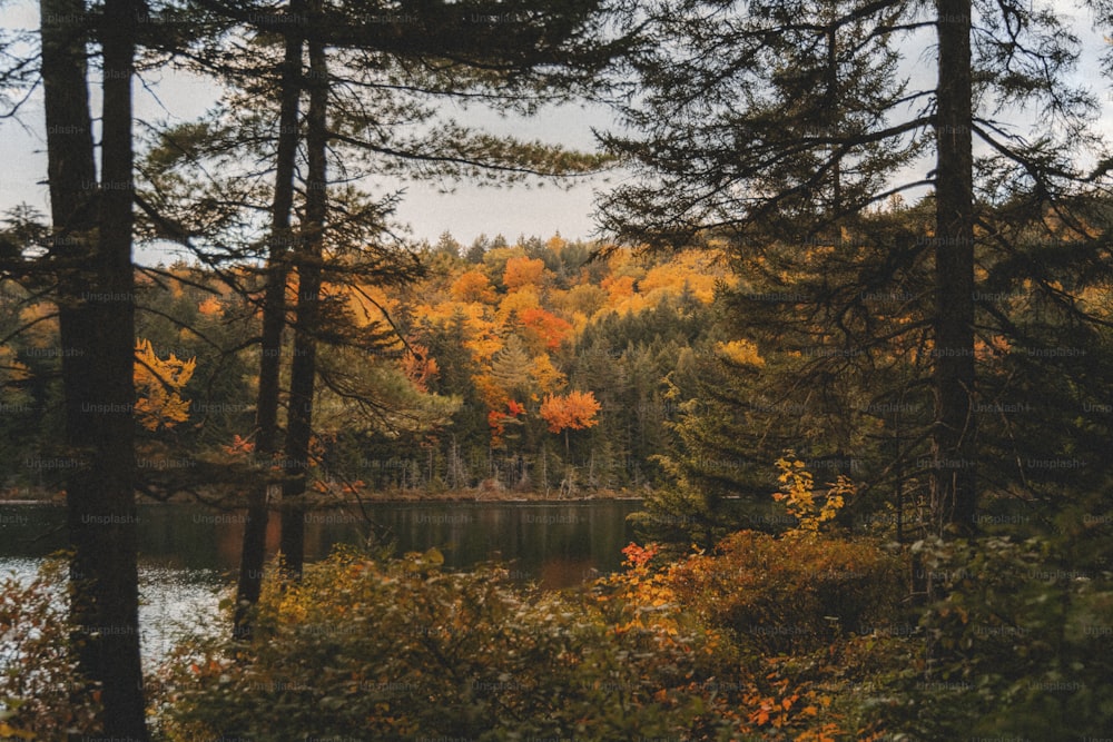 uma floresta cheia de muitas árvores ao lado de um lago