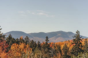 a view of a mountain range with trees in the foreground