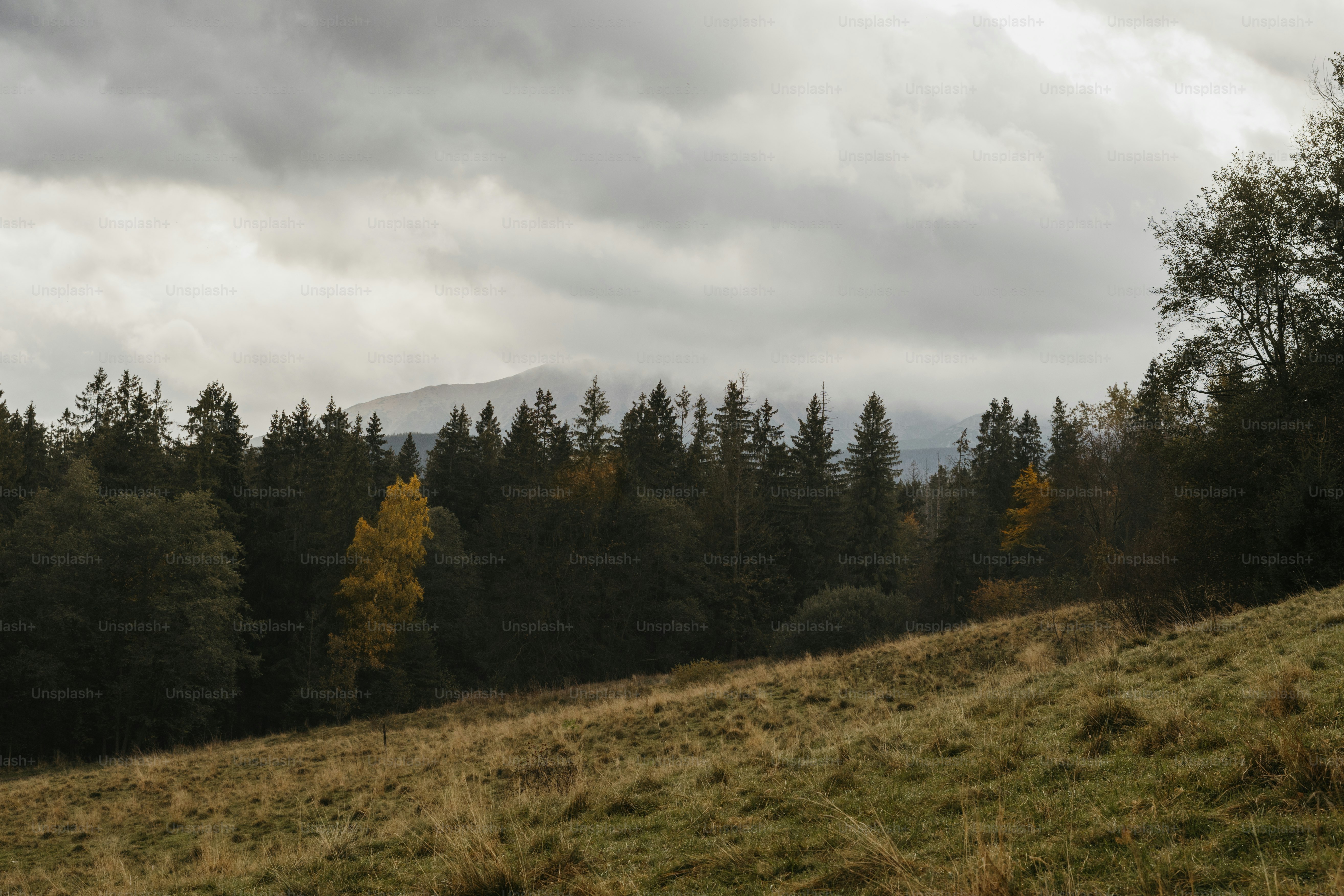 eine Wiese mit Bäumen und Bergen im Hintergrund