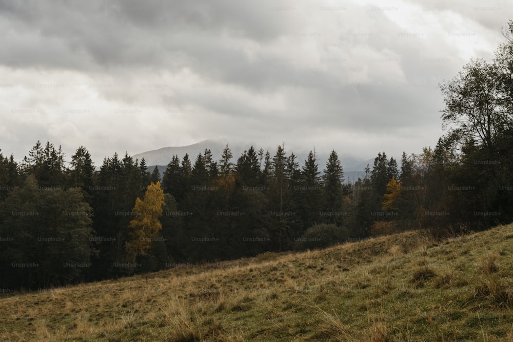 a grassy field with trees and mountains in the background