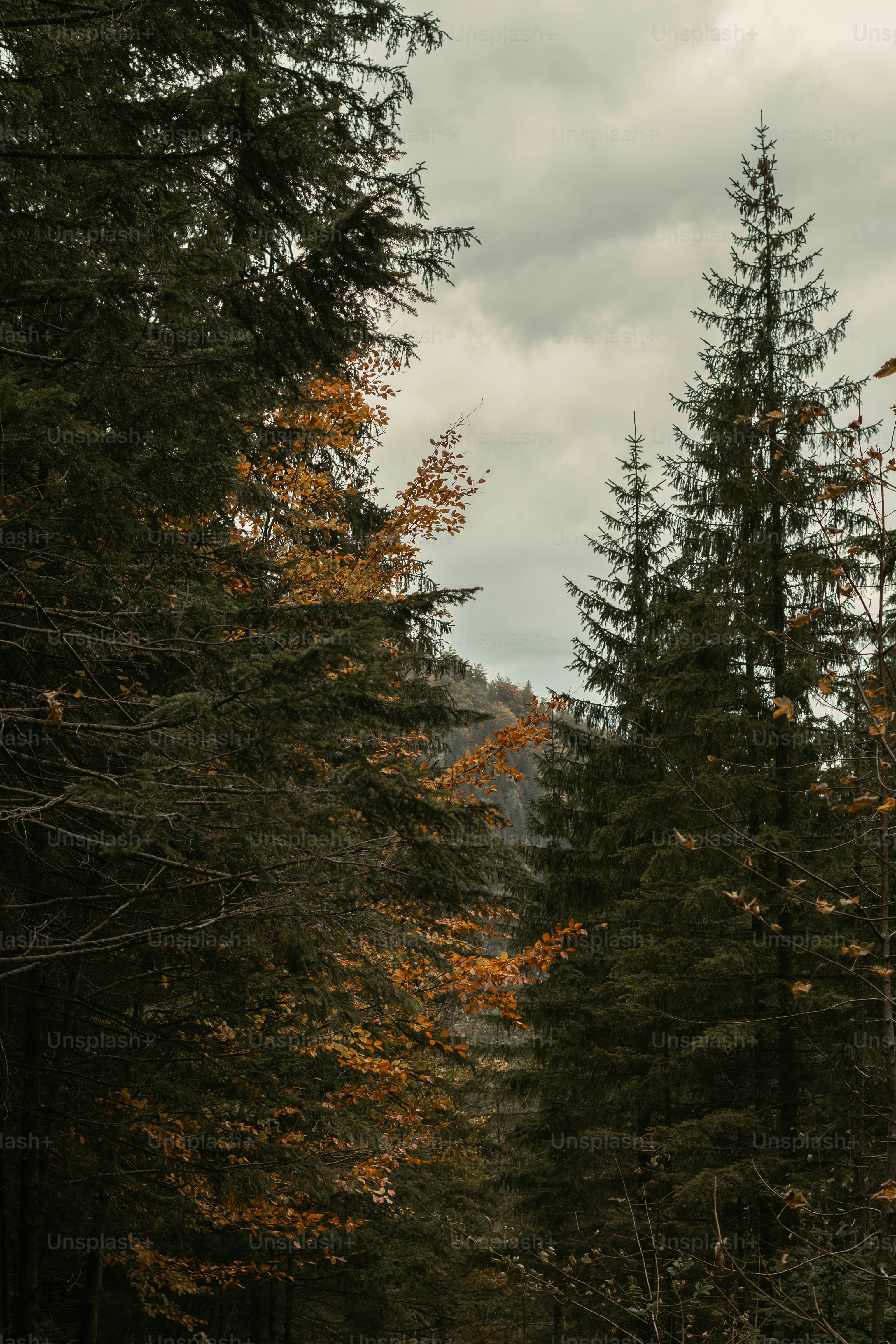 Fall Photo Pictures | Download Free Images on Unsplash