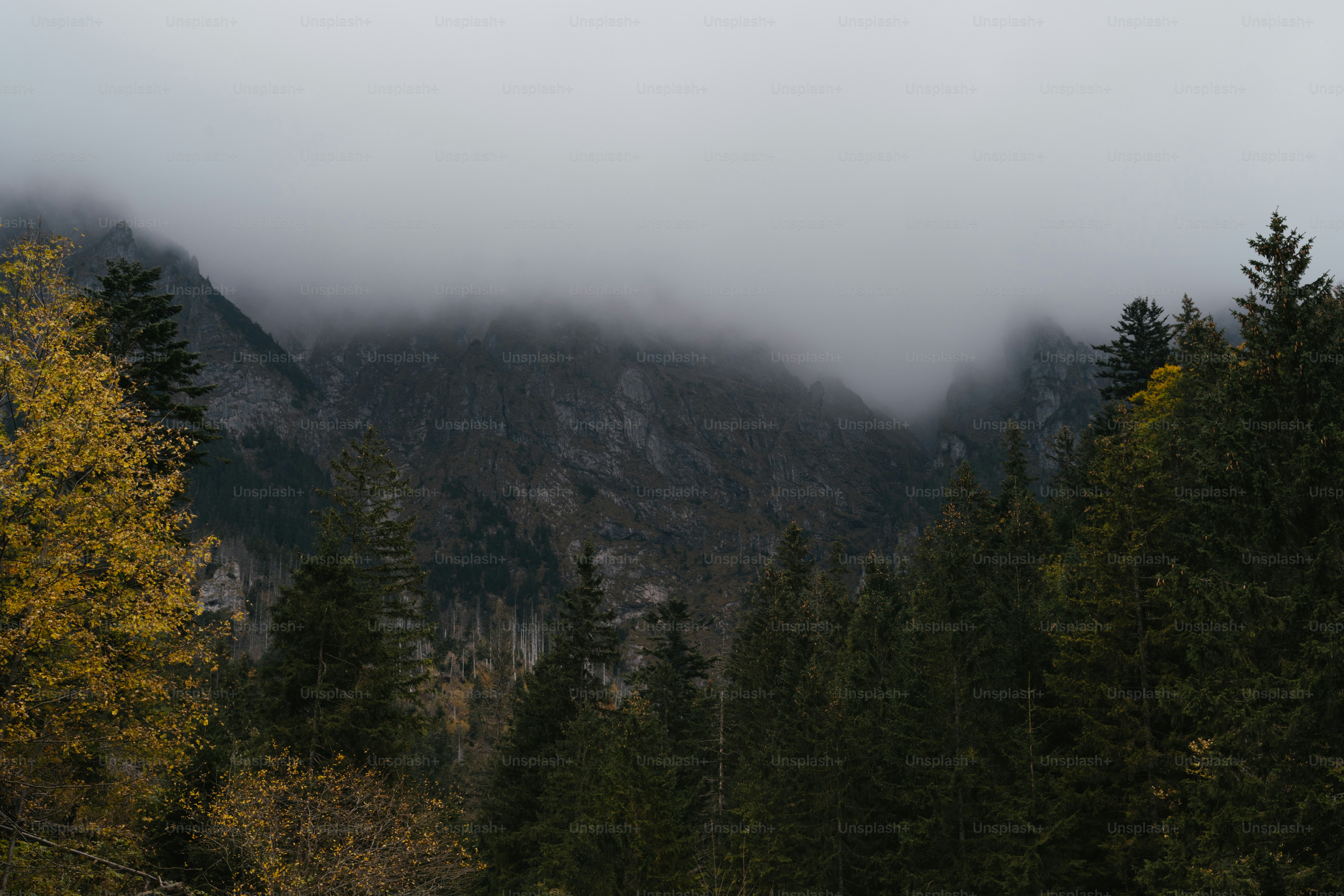 a mountain covered in fog with trees in the foreground