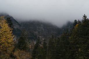 ein nebelverhangener Berg mit Bäumen im Vordergrund