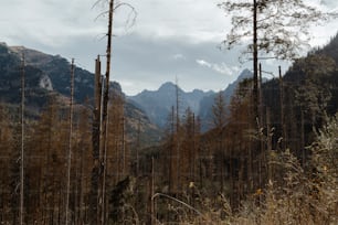 a forest filled with lots of tall trees