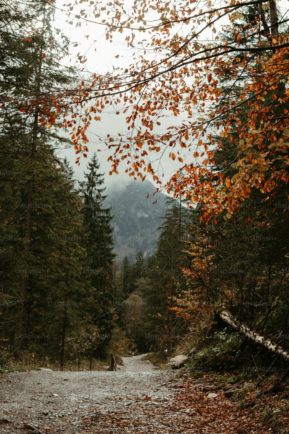 a dirt road in the middle of a forest