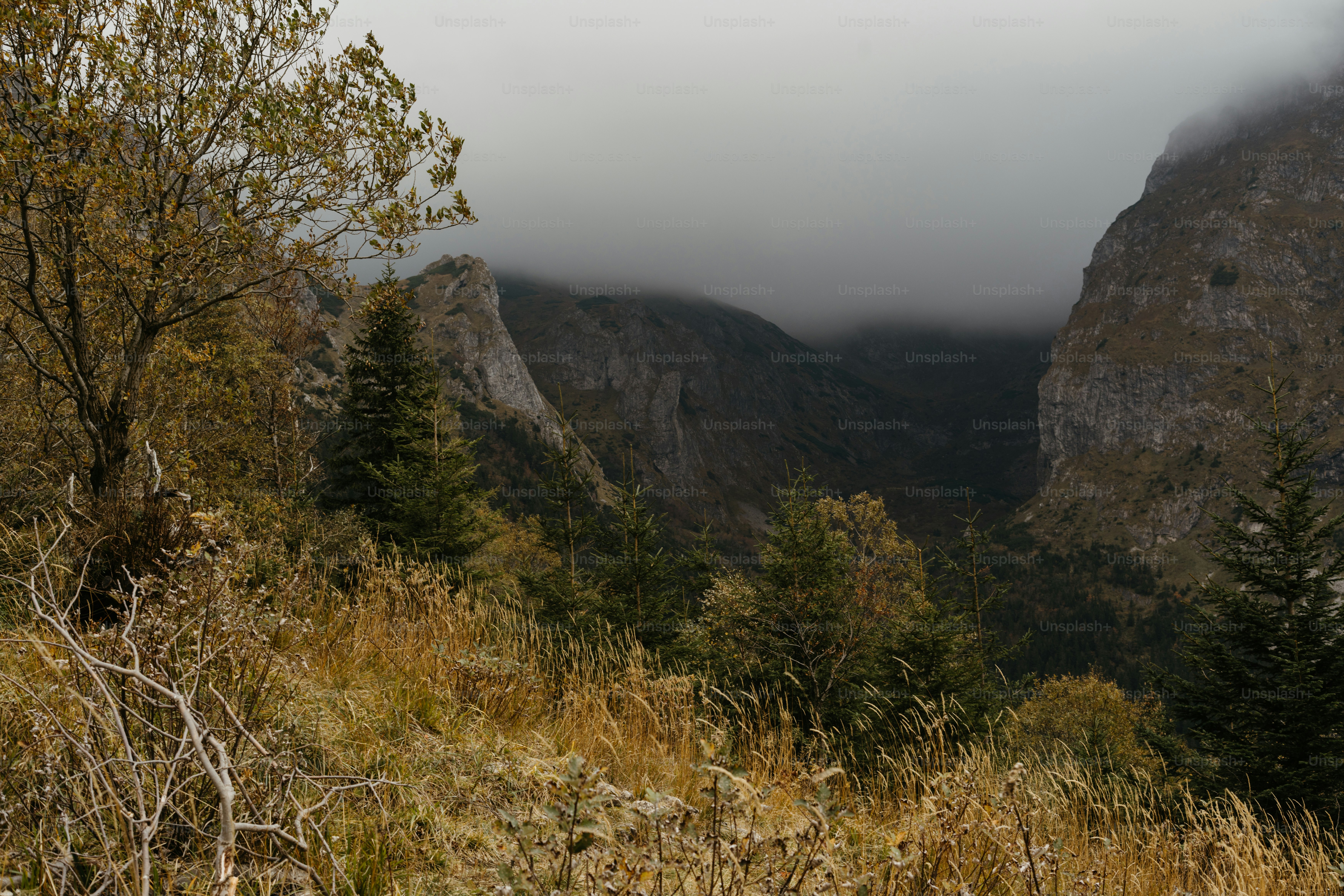 a view of a mountain range with trees in the foreground