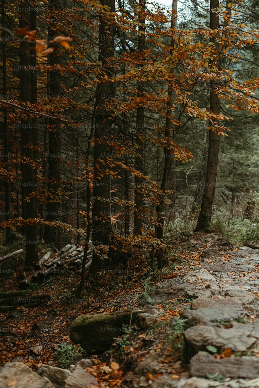 una persona montando en bicicleta por un sendero en el bosque