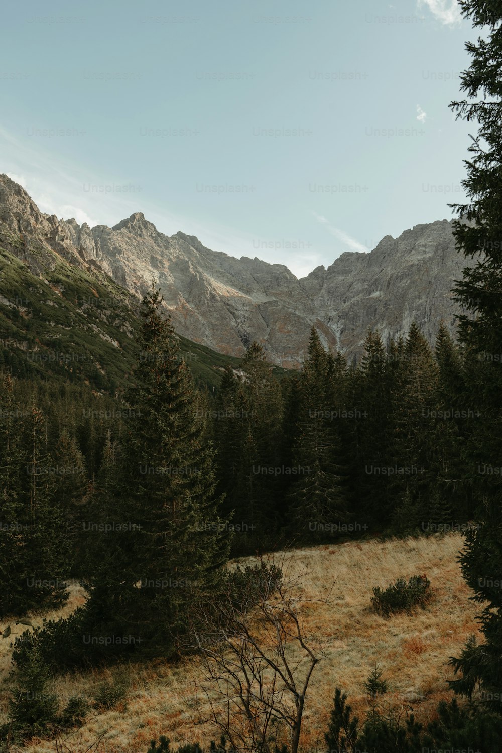 a grassy field with trees and mountains in the background