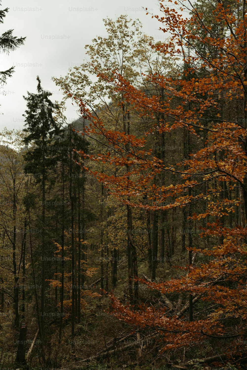 a forest filled with lots of tall trees