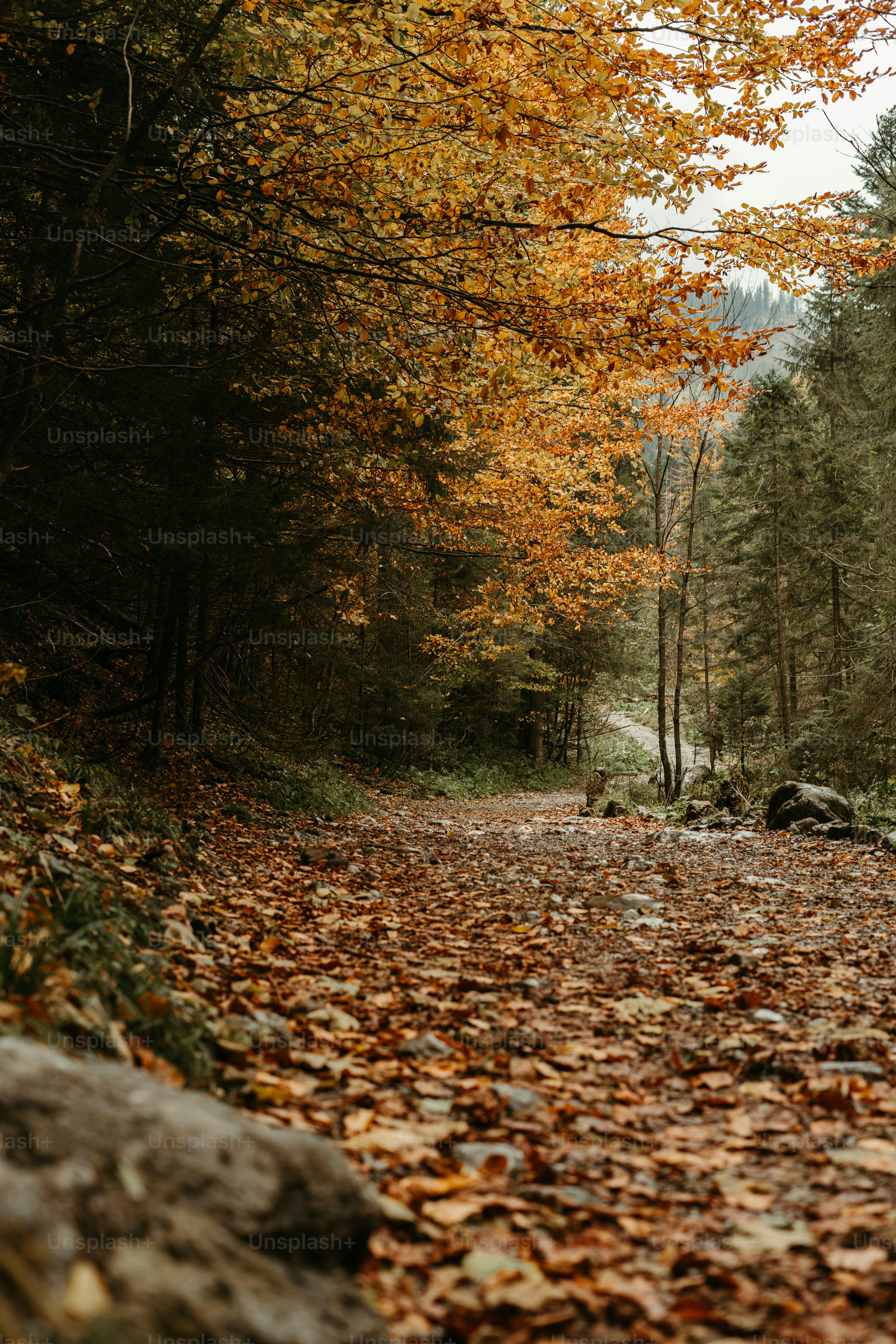 a leaf covered road in the middle of a forest