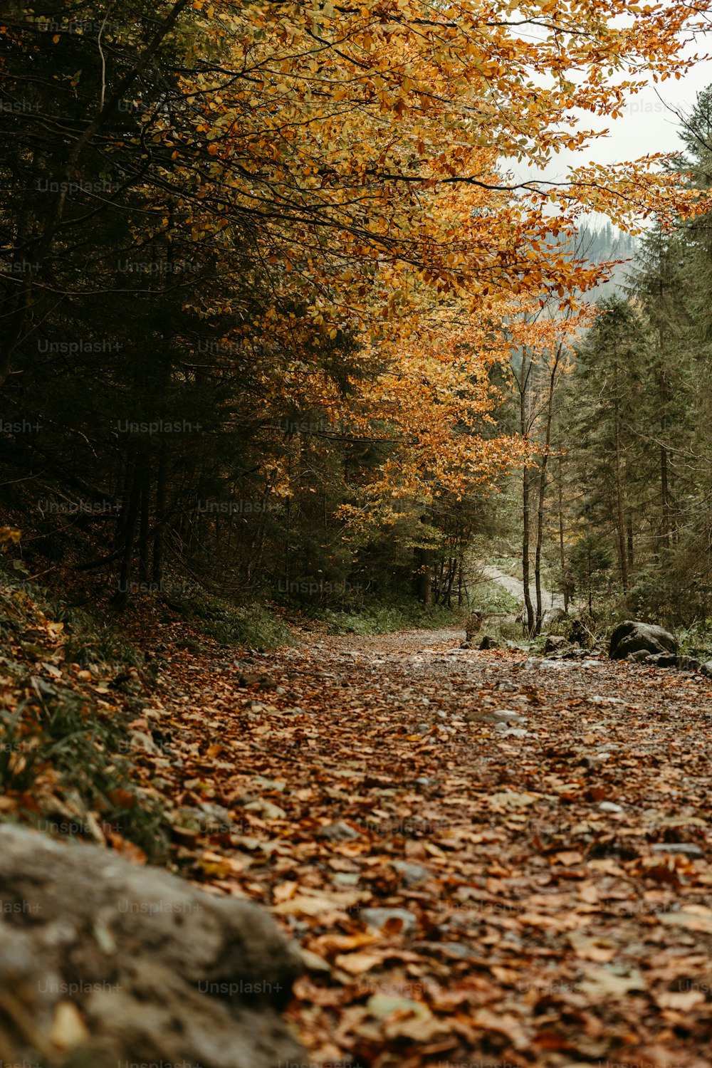 uma estrada coberta de folhas no meio de uma floresta