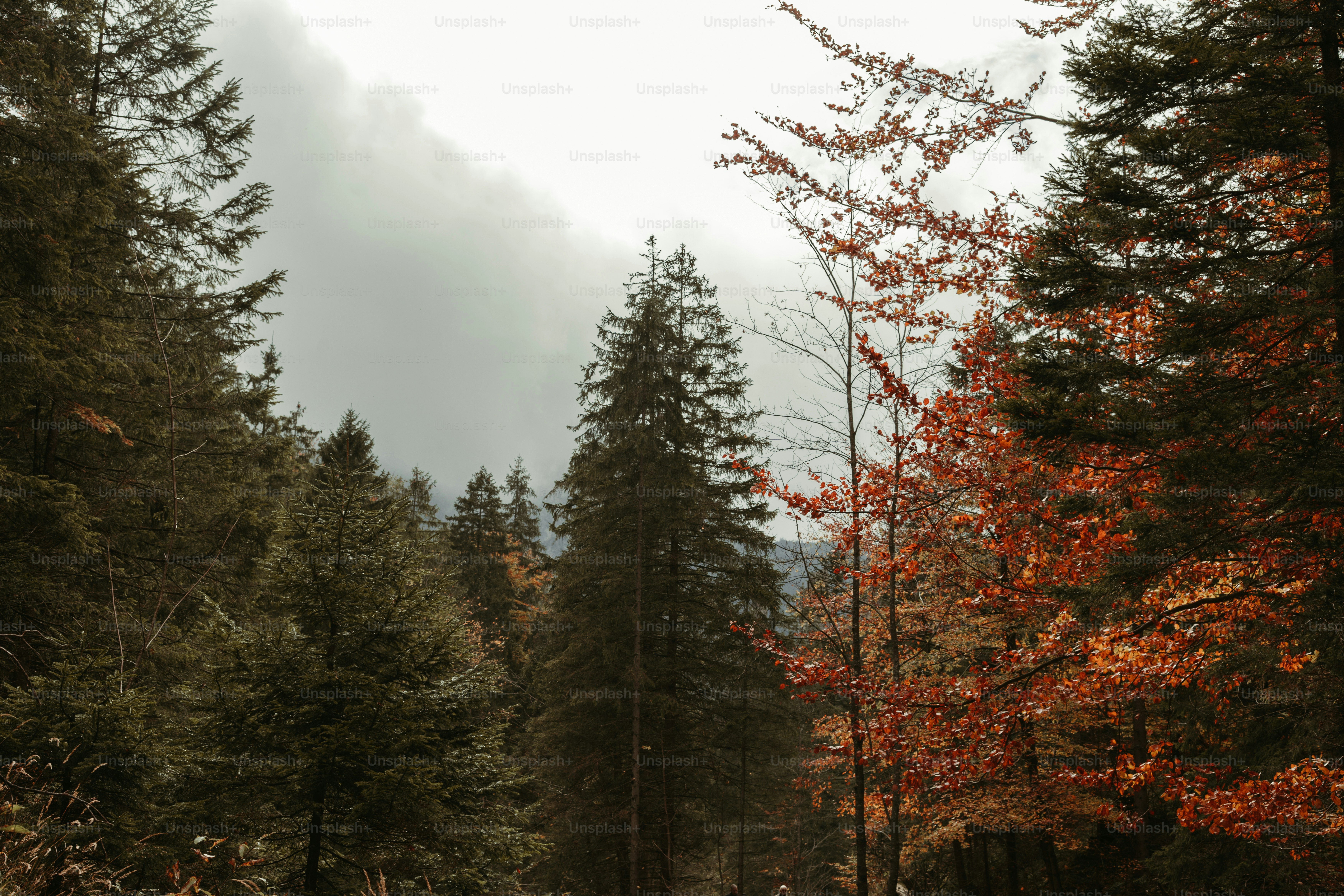 Mountain Fall Pictures | Download Free Images on Unsplash
