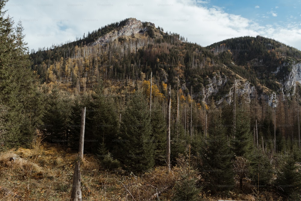 a mountain with a forest on the side of it