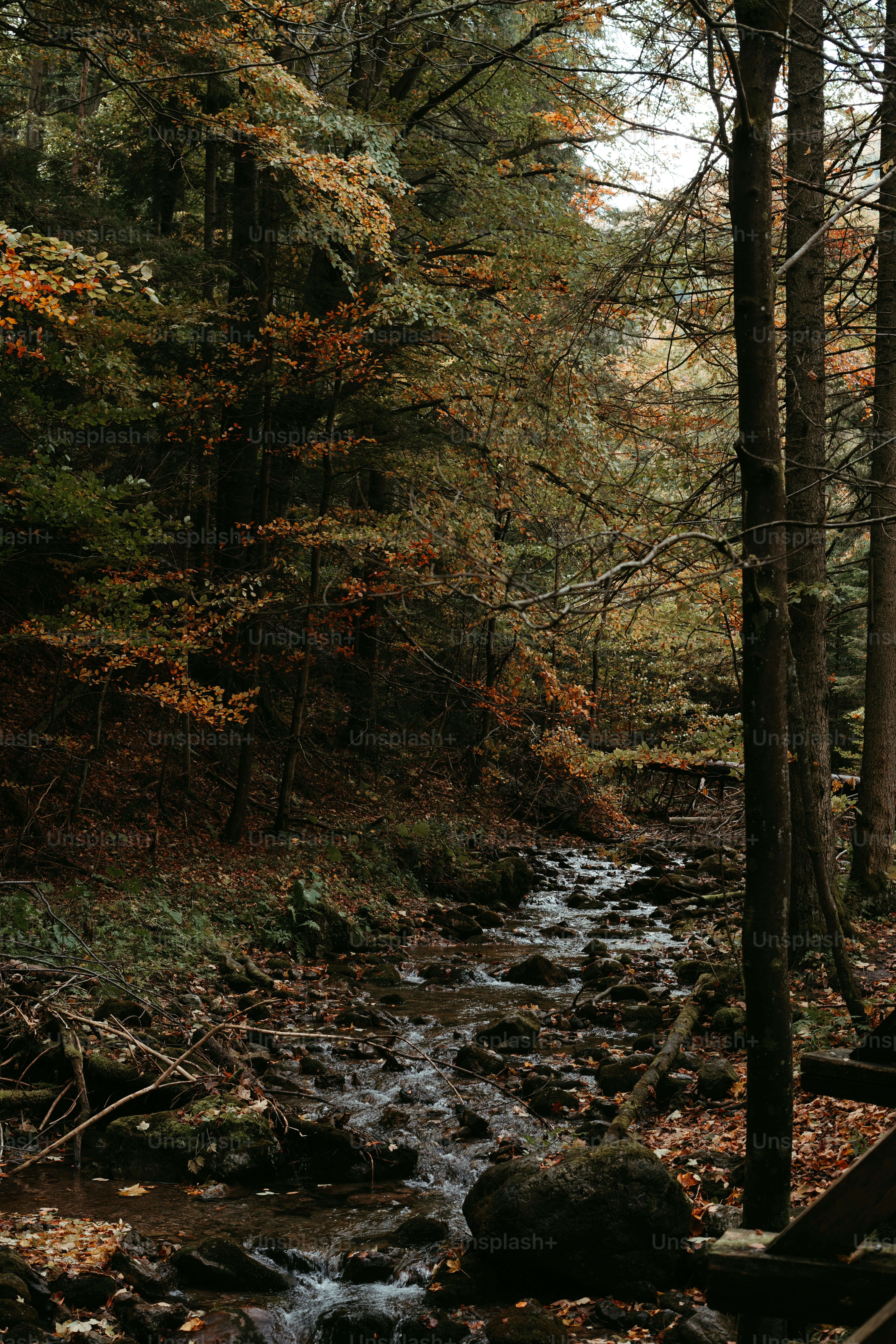 A dirt road in the middle of a forest photo – Autumn Image on Unsplash