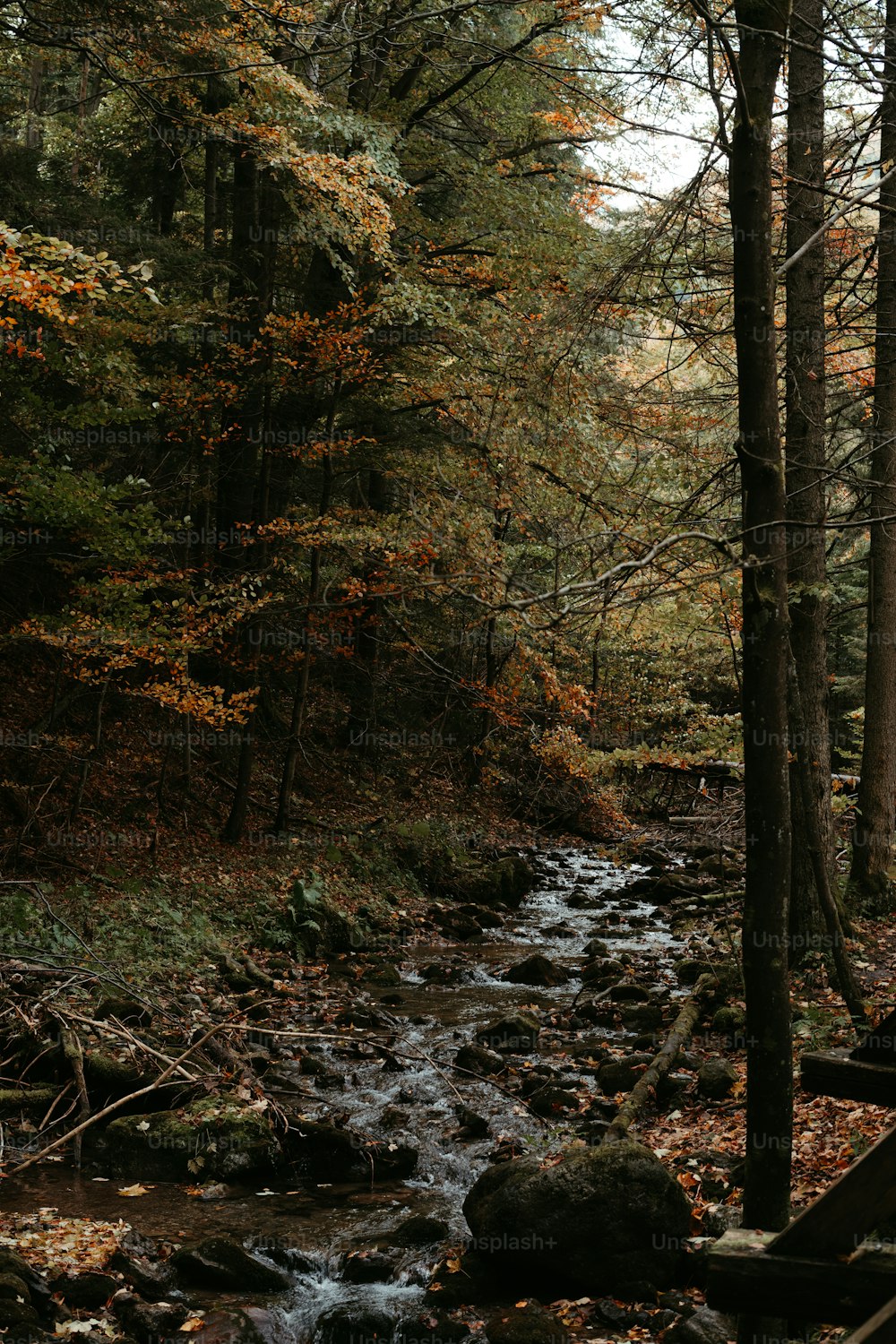 ein Bach, der durch einen Wald mit vielen Bäumen fließt